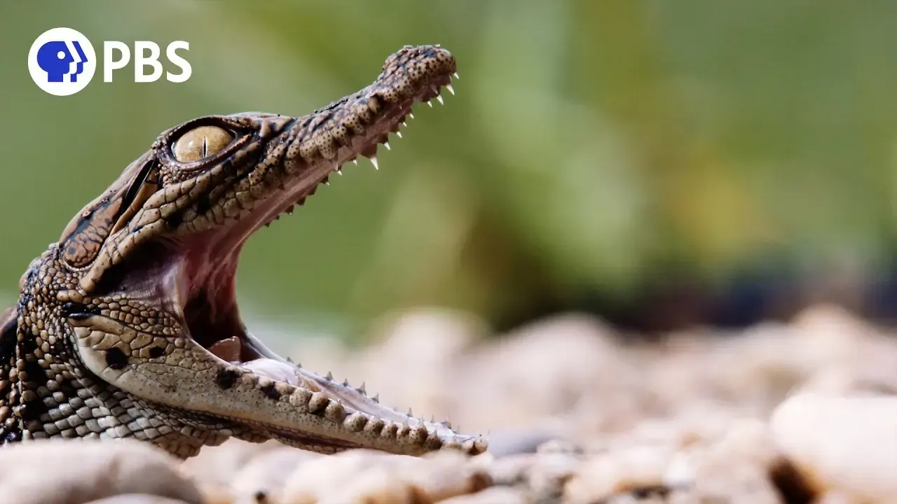 Mass Crocodile Hatching